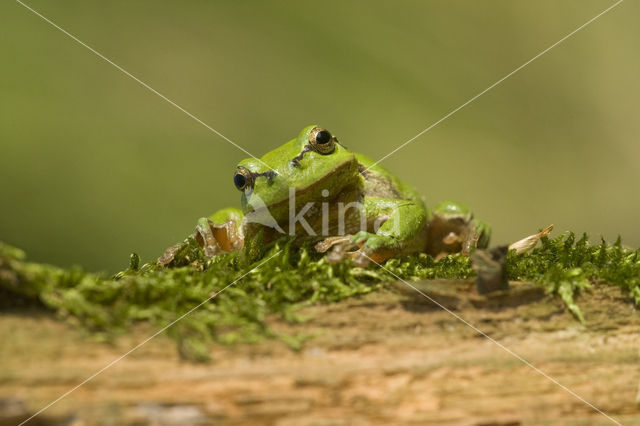 Europese boomkikker (Hyla arborea)