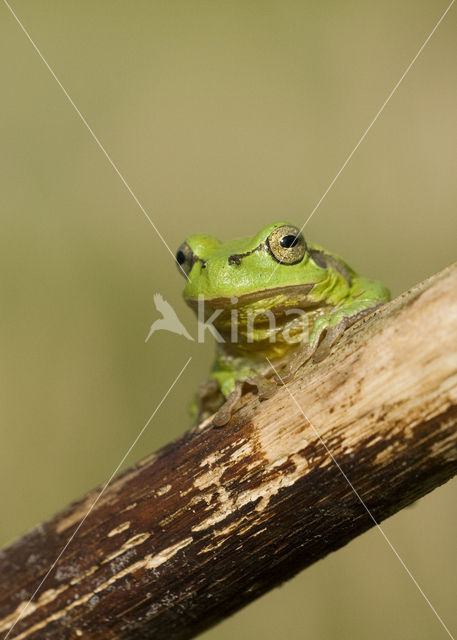 Europese boomkikker (Hyla arborea)