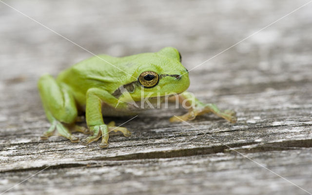 Europese boomkikker (Hyla arborea)