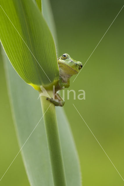 Europese boomkikker (Hyla arborea)