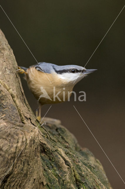 Europese Boomklever (Sitta europaea)