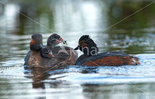 Geoorde Fuut (Podiceps nigricollis)