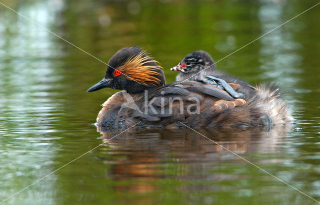 Geoorde Fuut (Podiceps nigricollis)