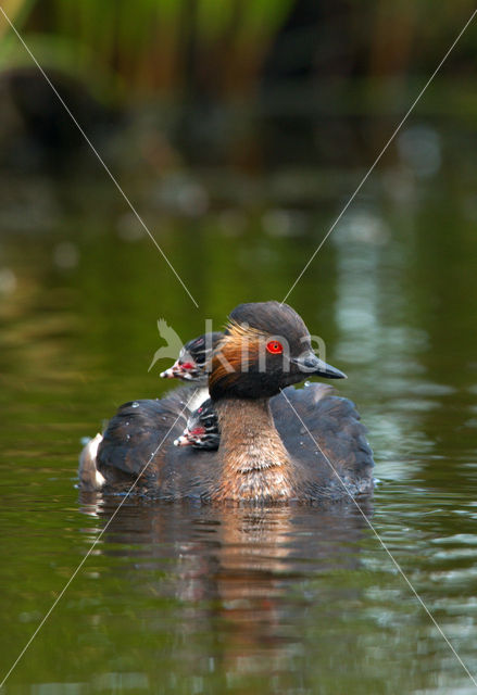 Geoorde Fuut (Podiceps nigricollis)