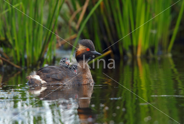 Geoorde Fuut (Podiceps nigricollis)