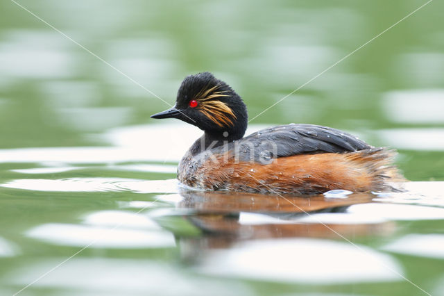 Geoorde Fuut (Podiceps nigricollis)