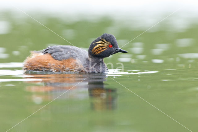 Geoorde Fuut (Podiceps nigricollis)