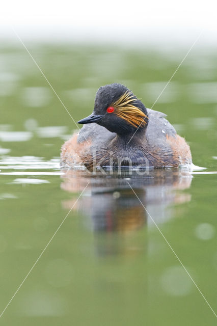 Geoorde Fuut (Podiceps nigricollis)