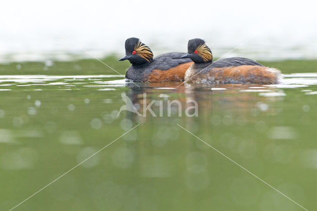 Geoorde Fuut (Podiceps nigricollis)