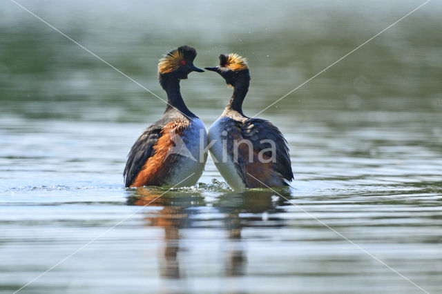 Geoorde Fuut (Podiceps nigricollis)