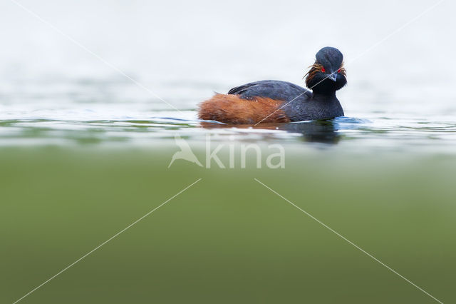 Geoorde Fuut (Podiceps nigricollis)