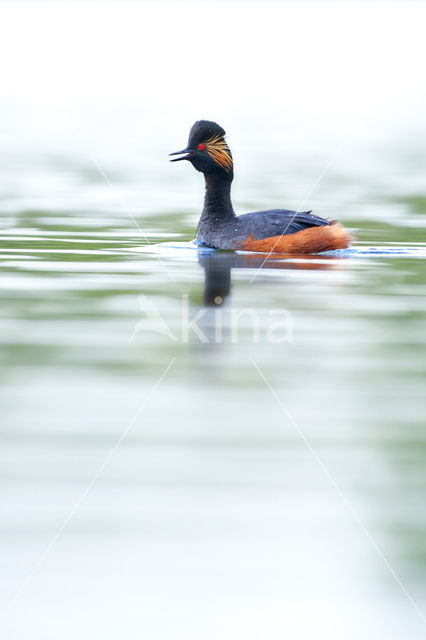 Geoorde Fuut (Podiceps nigricollis)