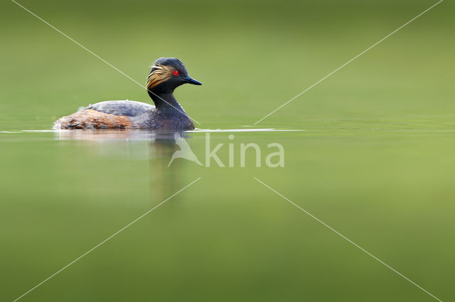 Geoorde Fuut (Podiceps nigricollis)