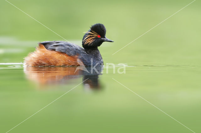 Geoorde Fuut (Podiceps nigricollis)