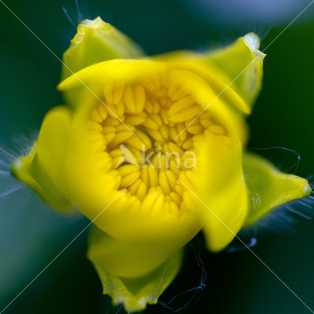 Gewone dotterbloem (Caltha palustris ssp. palustris)