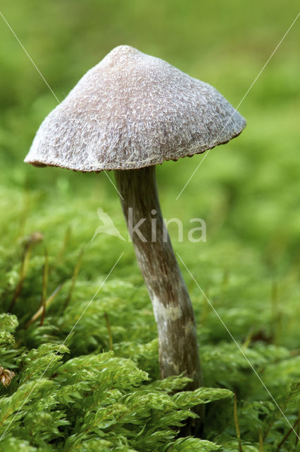 Gewone pelargoniumgordijnzwam (Cortinarius paleaceus)