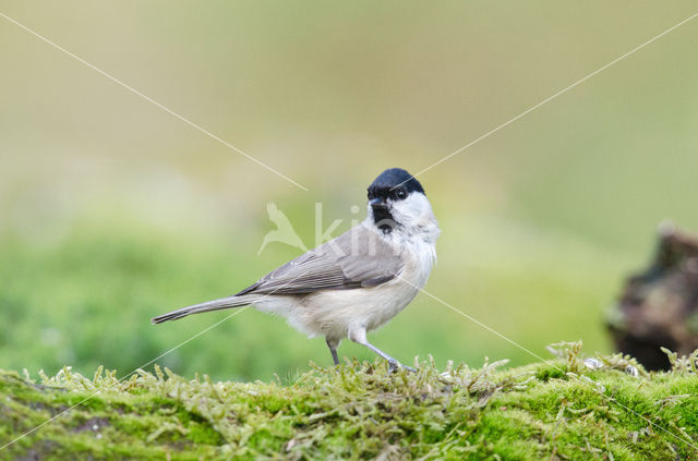 Glanskop (Parus palustris)