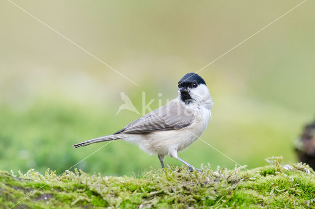 Glanskop (Parus palustris)