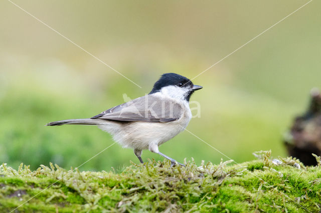 Marsh Tit (Parus palustris)