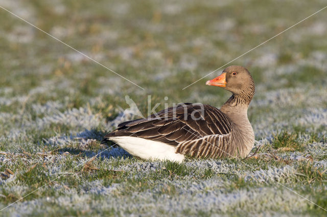 Grauwe Gans (Anser anser)