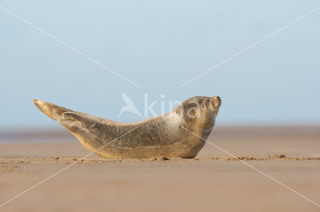 Grijze zeehond