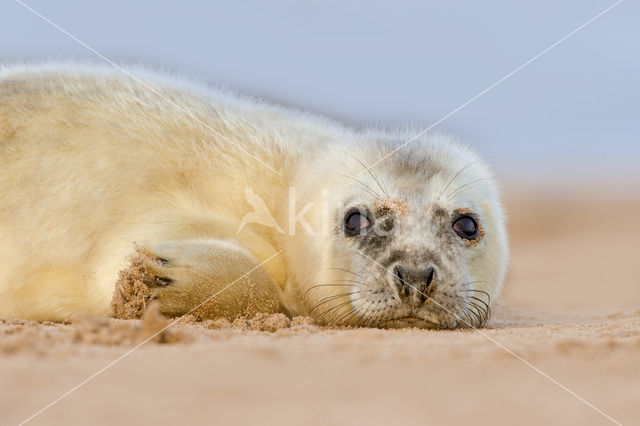 Grijze zeehond