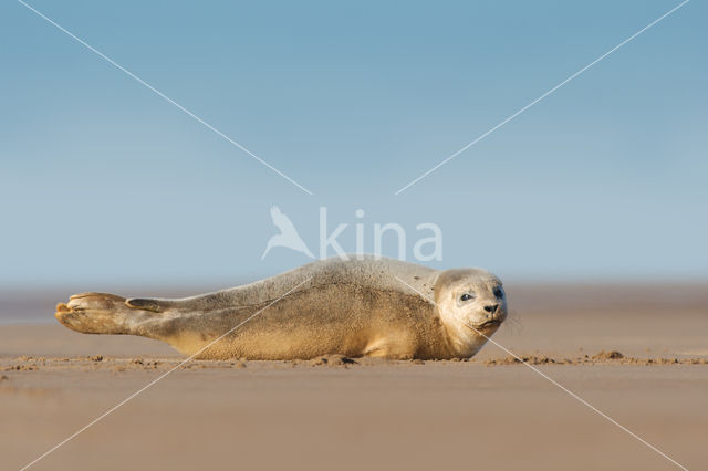 Grijze zeehond