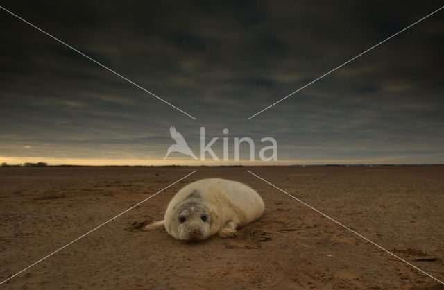 Grijze zeehond