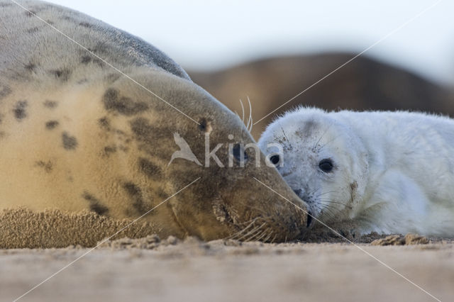 Grijze zeehond