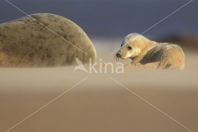 Grijze zeehond