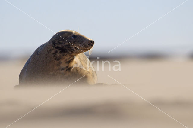 Grey Seal (Halichoerus grypus)