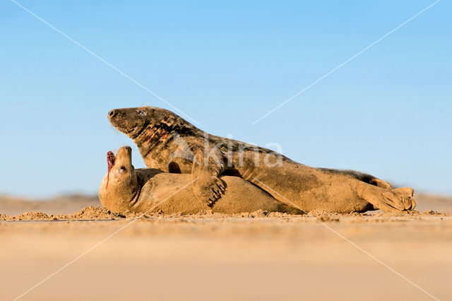 Grijze zeehond