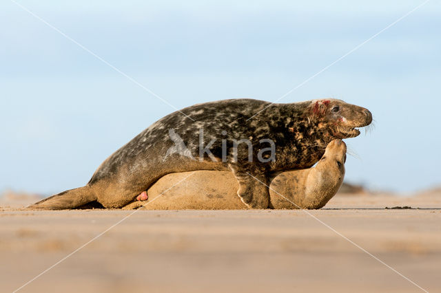 Grey Seal (Halichoerus grypus)