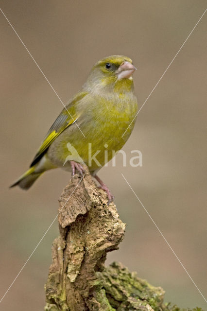 Groenling (Carduelis chloris)