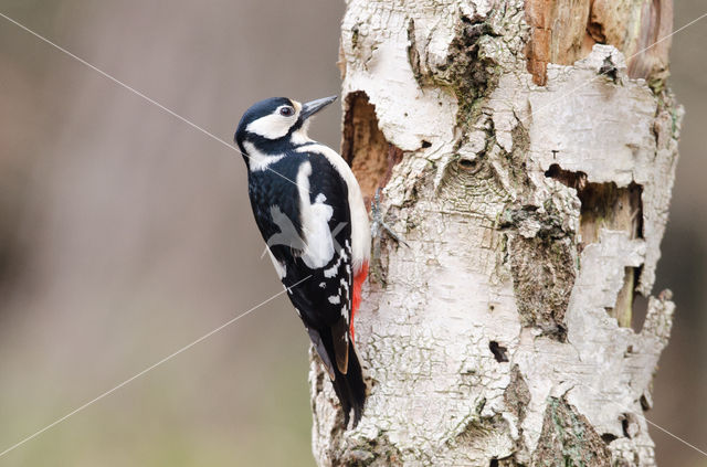 Grote Bonte Specht (Dendrocopos major)