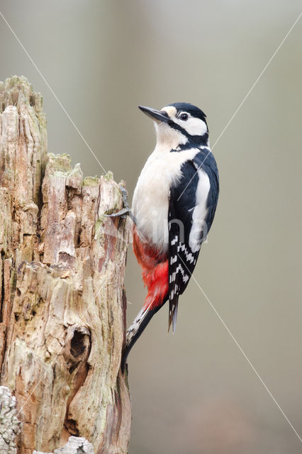 Grote Bonte Specht (Dendrocopos major)