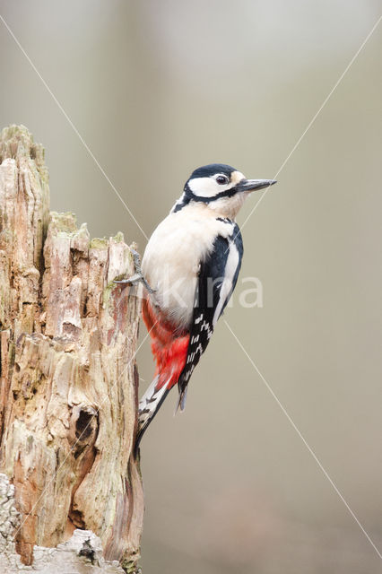 Grote Bonte Specht (Dendrocopos major)