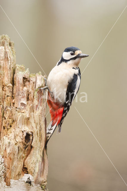 Grote Bonte Specht (Dendrocopos major)