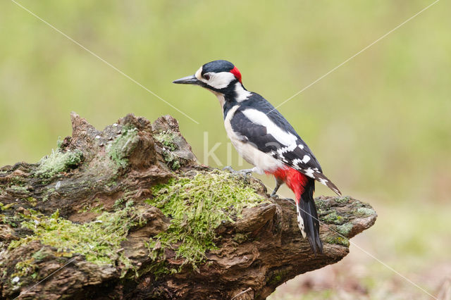 Grote Bonte Specht (Dendrocopos major)