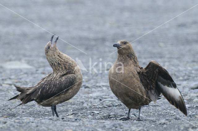 Grote Jager (Stercorarius skua)