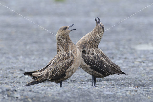 Grote Jager (Stercorarius skua)