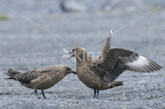 Grote Jager (Stercorarius skua)