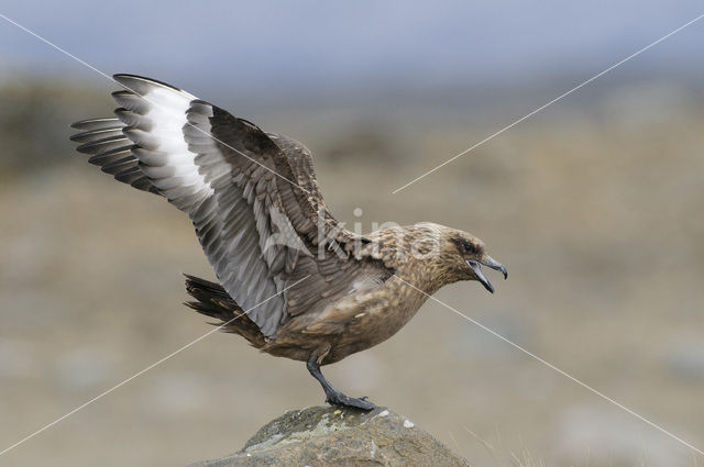 Grote Jager (Stercorarius skua)