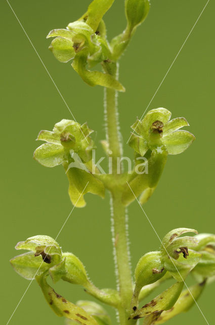 Grote keverorchis (Neottia ovata