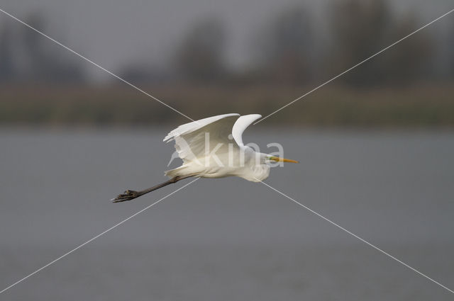 Grote zilverreiger (Casmerodius albus)