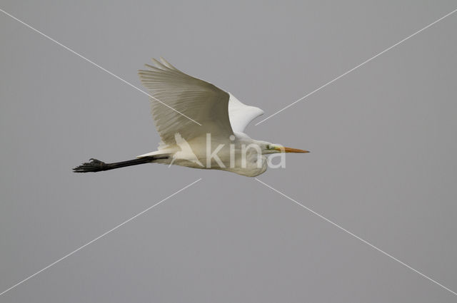 Grote zilverreiger (Casmerodius albus)