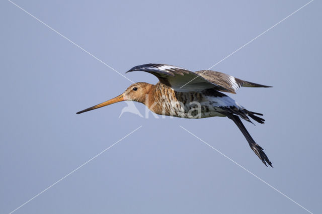 Grutto (Limosa limosa)