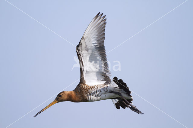 Grutto (Limosa limosa)