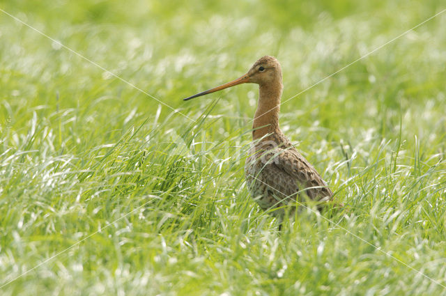 Grutto (Limosa limosa)