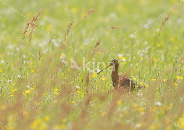 Grutto (Limosa limosa)